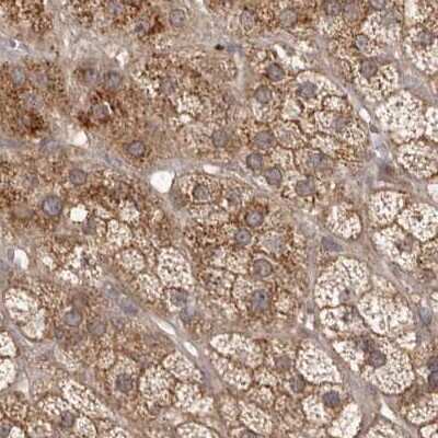 Immunohistochemistry-Paraffin: NUP43 Antibody [NBP1-88791]