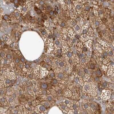 Immunohistochemistry-Paraffin: NUP43 Antibody [NBP1-88792]