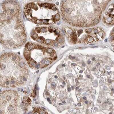 Immunohistochemistry-Paraffin: NUP43 Antibody [NBP1-88793]