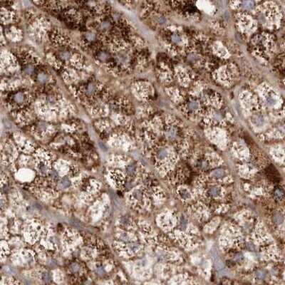 Immunohistochemistry-Paraffin: NUP43 Antibody [NBP1-88793]