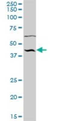 Western Blot: NUP43 Antibody [H00348995-B01P]