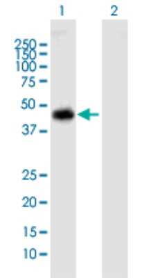 Western Blot: NUP43 Antibody [H00348995-B01P]
