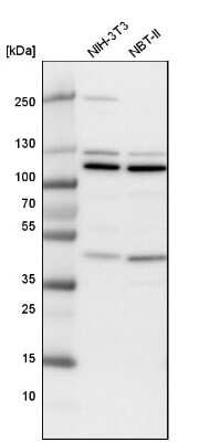 Western Blot: NUP43 Antibody [NBP1-88792]
