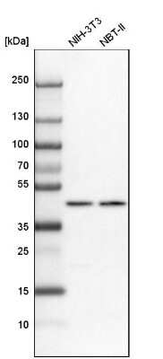 Western Blot: NUP43 Antibody [NBP1-88793]