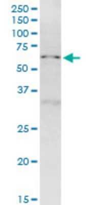 Western Blot: NUP50 Antibody (4H7) [H00010762-M01]