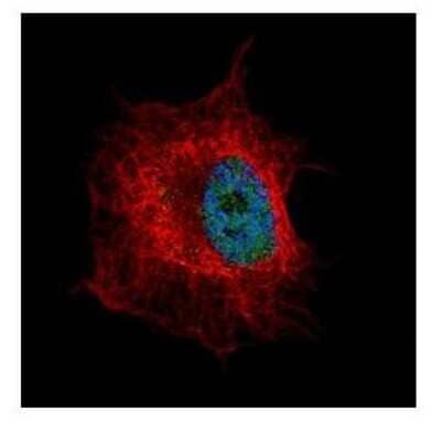 Immunocytochemistry/ Immunofluorescence: NUP50 Antibody [NBP2-19610]