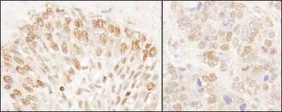 Immunohistochemistry-Paraffin: NUP50 Antibody [NB100-93324]