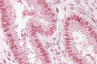 Immunohistochemistry-Paraffin: NUP50 Antibody [NB100-1212]