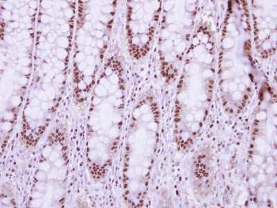 Immunohistochemistry-Paraffin: NUP50 Antibody [NBP2-19610]