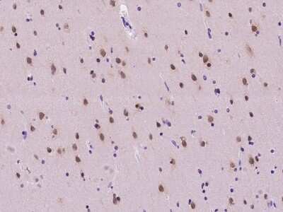 Immunohistochemistry-Paraffin: NUP50 Antibody [NBP2-97442]