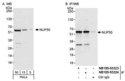 Western Blot: NUP50 Antibody [NB100-93324]