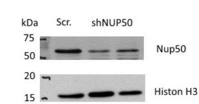 Western Blot: NUP50 Antibody [NB100-93324]