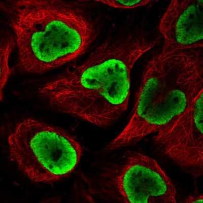 Immunocytochemistry/ Immunofluorescence: NUP54 Antibody [NBP2-58723]