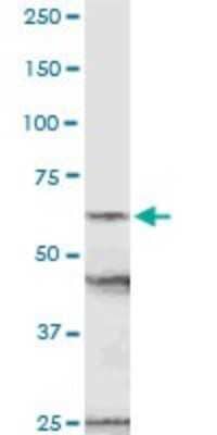 Western Blot: NUP54 Antibody [H00053371-D01P]