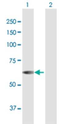 Western Blot: NUP54 Antibody [H00053371-D01P]
