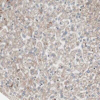 Immunohistochemistry-Paraffin: NUP62 Antibody [NBP1-85091]