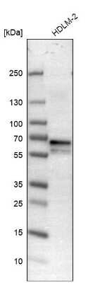 Western Blot: NUP62 Antibody [NBP1-85091]