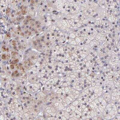 Immunohistochemistry-Paraffin: NUP62CL Antibody [NBP1-82205]