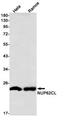 Western Blot: NUP62CL Antibody (S08-1A5) [NBP3-19818]