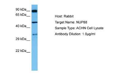 Western Blot: NUP88 Antibody [NBP2-83294]