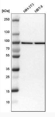 Western Blot: NUP93 Antibody [NBP1-81546]