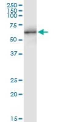 Western Blot: NUPL1 Antibody [H00009818-B01P]