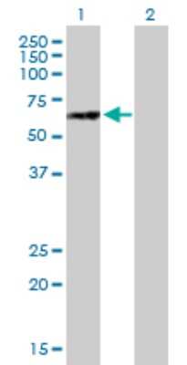 Western Blot: NUPL1 Antibody [H00009818-B01P]