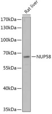 Western Blot: NUPL1 AntibodyAzide and BSA Free [NBP2-94283]