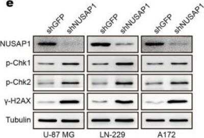 Western Blot: NUSAP1 Antibody [H00051203-B01P]