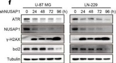 Western Blot: NUSAP1 Antibody [H00051203-B01P]