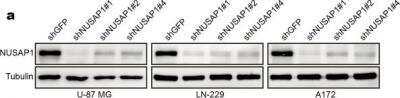 Western Blot: NUSAP1 Antibody [H00051203-B01P]