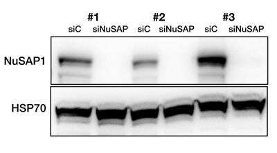 Western Blot: NUSAP1 Antibody [NBP2-13685]