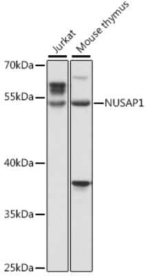 Western Blot: NUSAP1 AntibodyAzide and BSA Free [NBP3-04757]