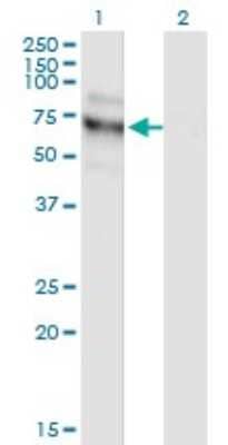 Western Blot: NVL Antibody (3D10) [H00004931-M03]