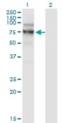 Western Blot: NVL Antibody (3F6) [H00004931-M02]