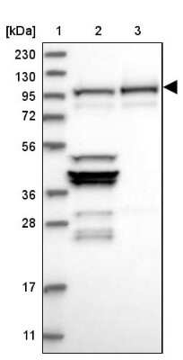 Western Blot: NVL Antibody [NBP2-37862]