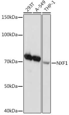 Western Blot: NXF1 Antibody (4U7K3) [NBP3-16198]