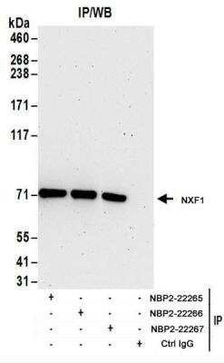 Immunoprecipitation: NXF1 Antibody [NBP2-22267]