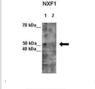 Western Blot: NXF1 Antibody [NBP1-57160]