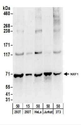 Western Blot: NXF1 Antibody [NBP2-22267]