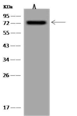 Western Blot: NXF1 Antibody [NBP3-06455]