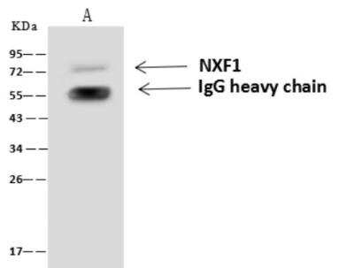 Western Blot: NXF1 Antibody [NBP3-06455]