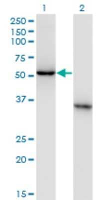 Western Blot: NXF3 Antibody (2C7) [H00056000-M02]