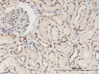 Immunohistochemistry-Paraffin: NXF3 Antibody (3A9) [H00056000-M06]