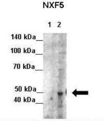 Western Blot: NXF5 Antibody [NBP1-57260]