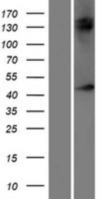 Western Blot: NXF5 Overexpression Lysate [NBP2-05947]