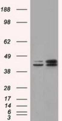 Western Blot: NXNL2 Antibody (OTI2B11)Azide and BSA Free [NBP2-73134]