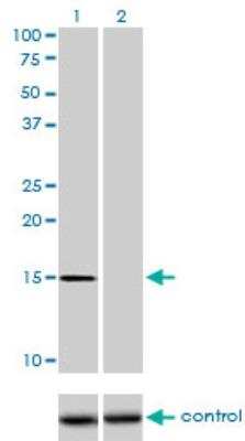 Western Blot: NXT1 Antibody (4F11) [H00029107-M08]