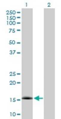 Western Blot: NXT1 Antibody [H00029107-B01P]