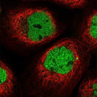 Immunocytochemistry/ Immunofluorescence: NYAP2 Antibody [NBP1-94175]